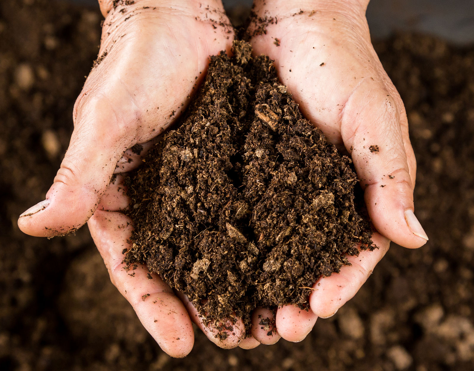 Hands holding fresh compost