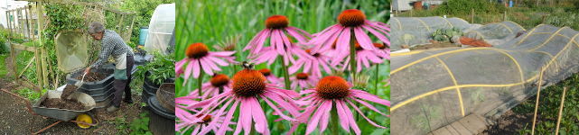 Images of organic gardening in action