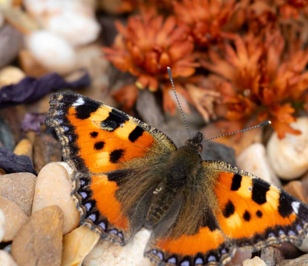 Butterfly