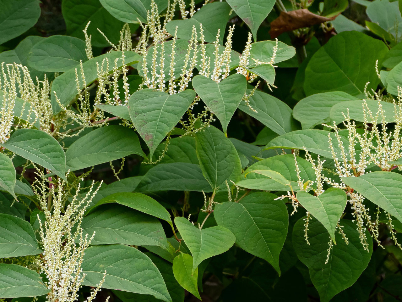 Japanese Knotweed perennial weed