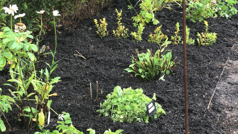 compost applied to a growing border as a mulch