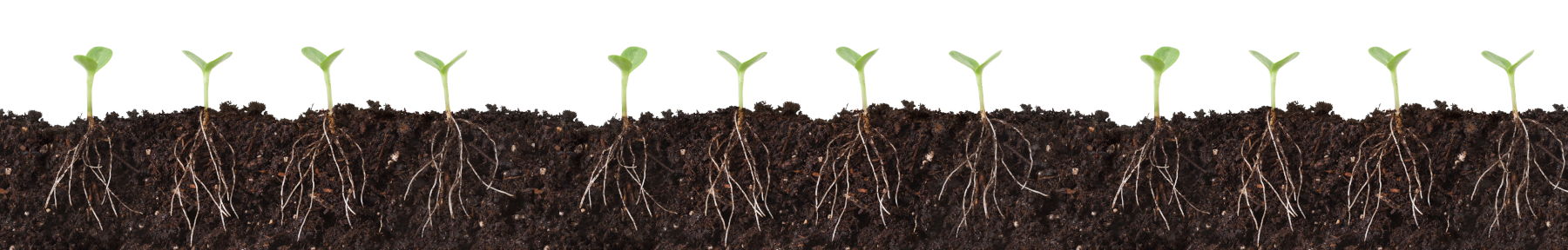 a cross section of soil showing seedlings and their roots beneath the surface