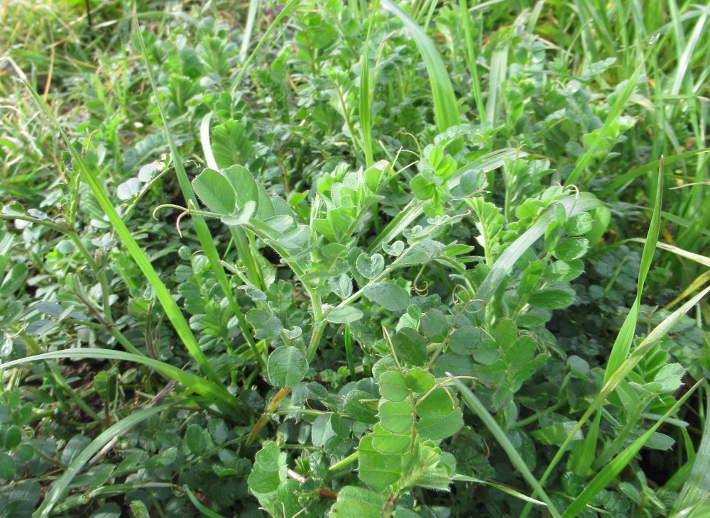 Winter vetch and rye grass green manures