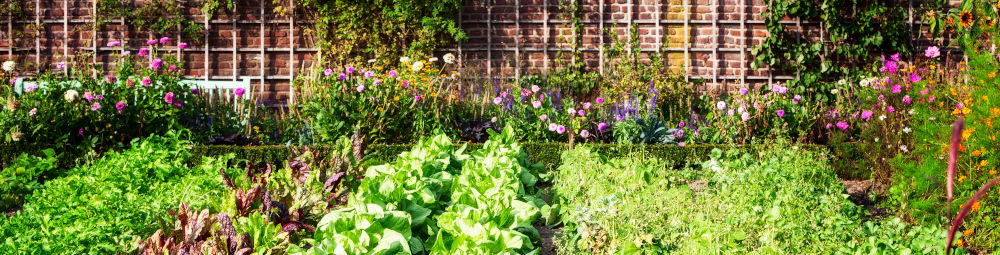 Organic Garden in Bloom