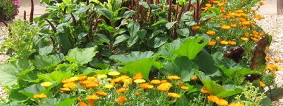 Vegetables and flowers