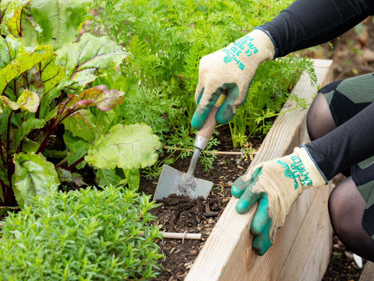 gardening in a raised bed.