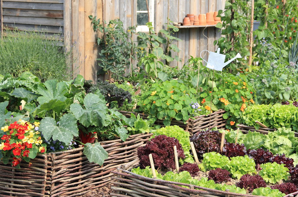 An organic growing space with raised wicker planters full of growing produce