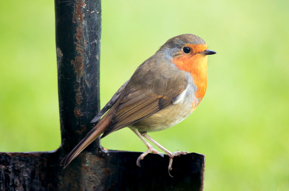 A Robin sitting on a garden spade