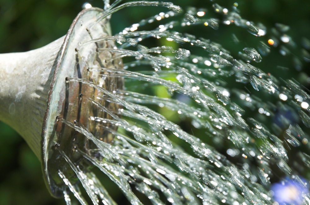 Water sprays from a watering can