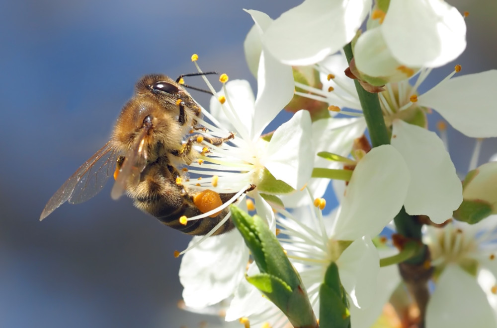 A bee feeds from a flower