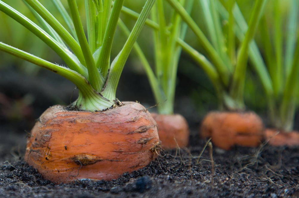 Carrots growing in healthy soil
