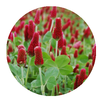 Crimson Clover is a beneficial green manure. 