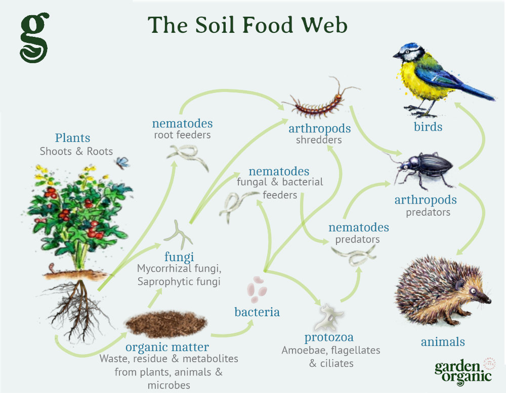 The soil food web showing how creatures are dependant on the soil life and each other. 