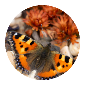 A Red Admiral butterfly