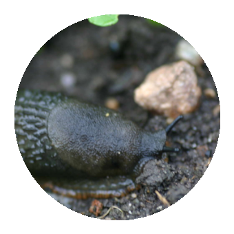 A garden slug.
