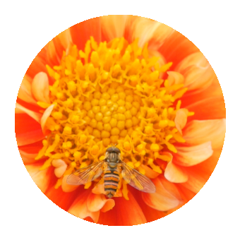 A hoverfly feeding. 