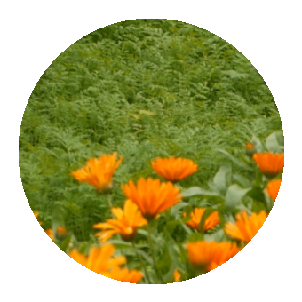 Green manures cover the soil. 