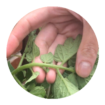 Checking plant foliage for pests.