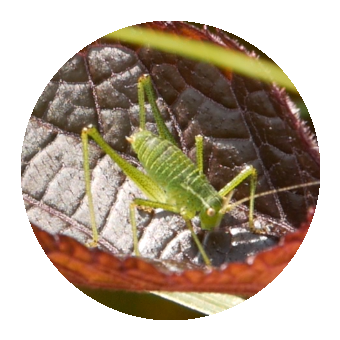 A Cricket. 