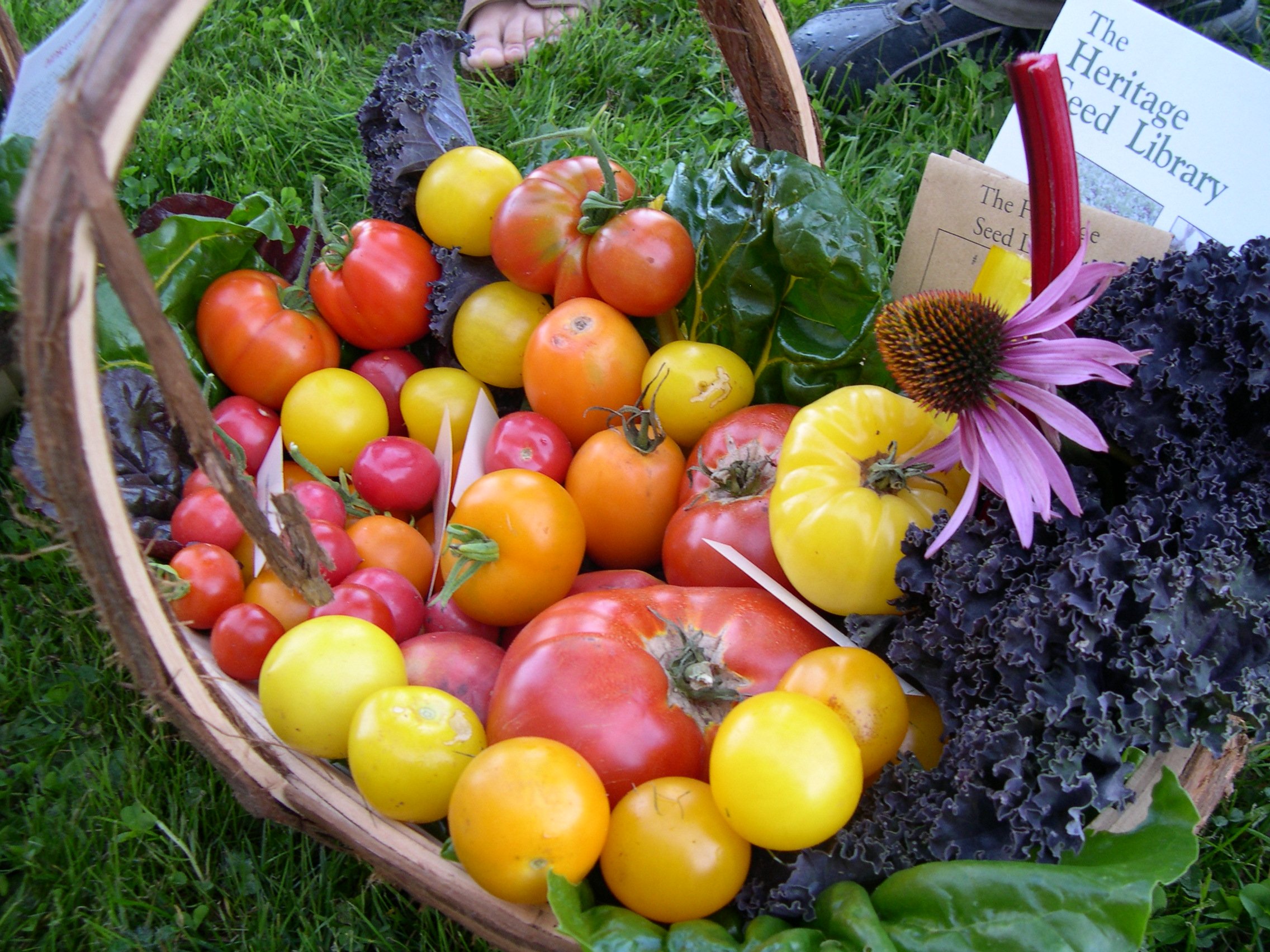 HSL tomatoes in basket.jpg
