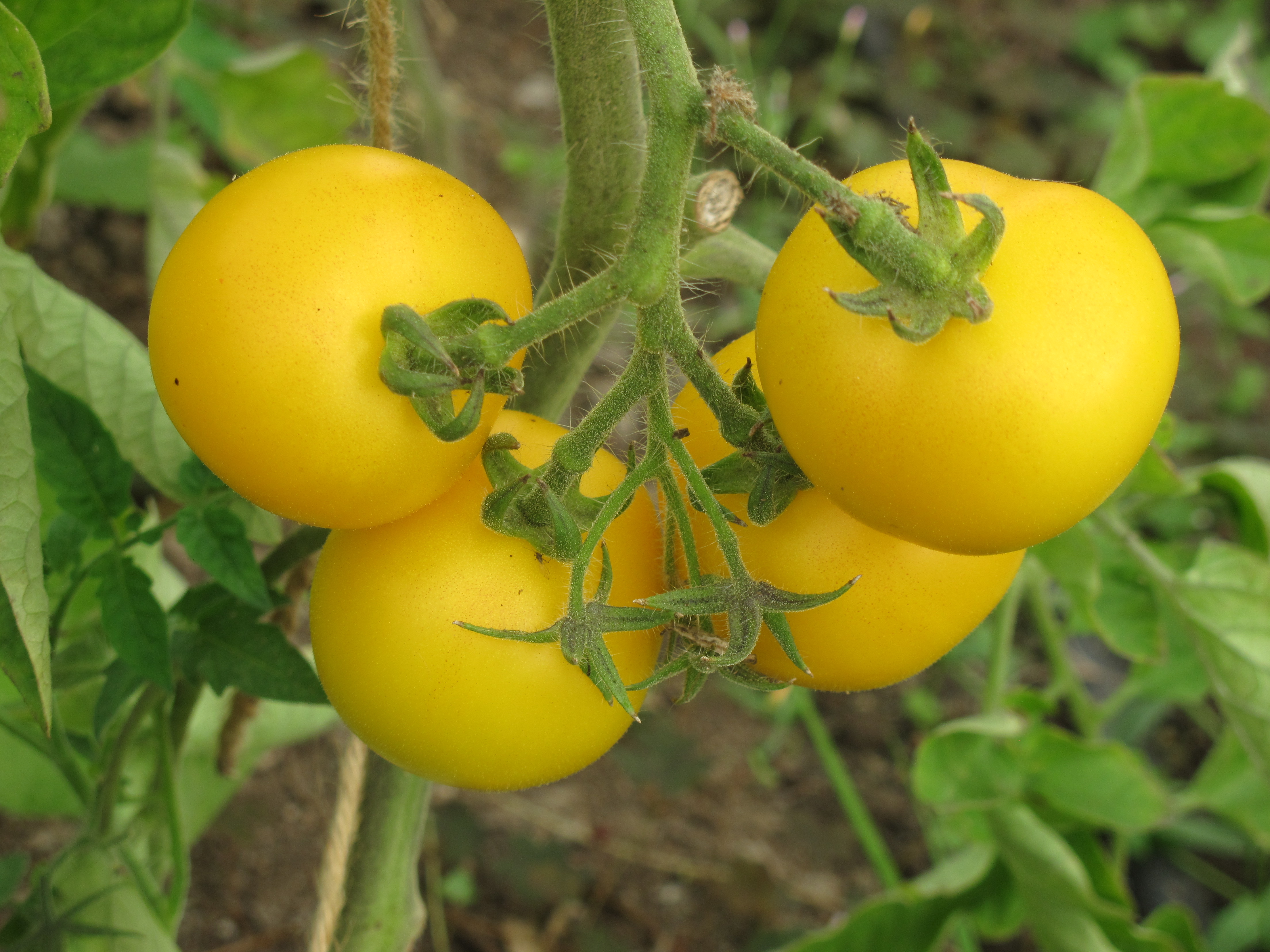 Yellow tomatoes