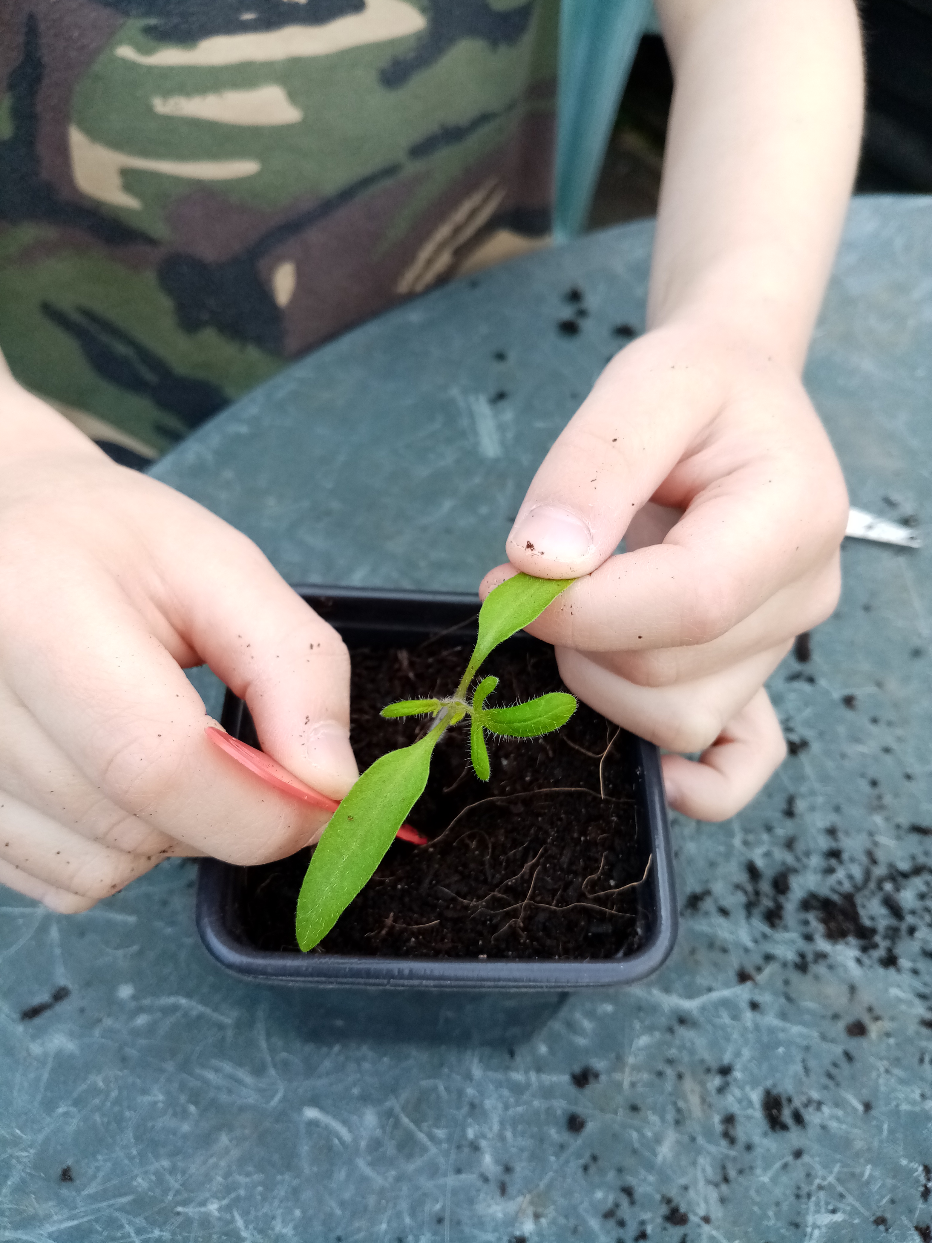 Gently lift by their leaves