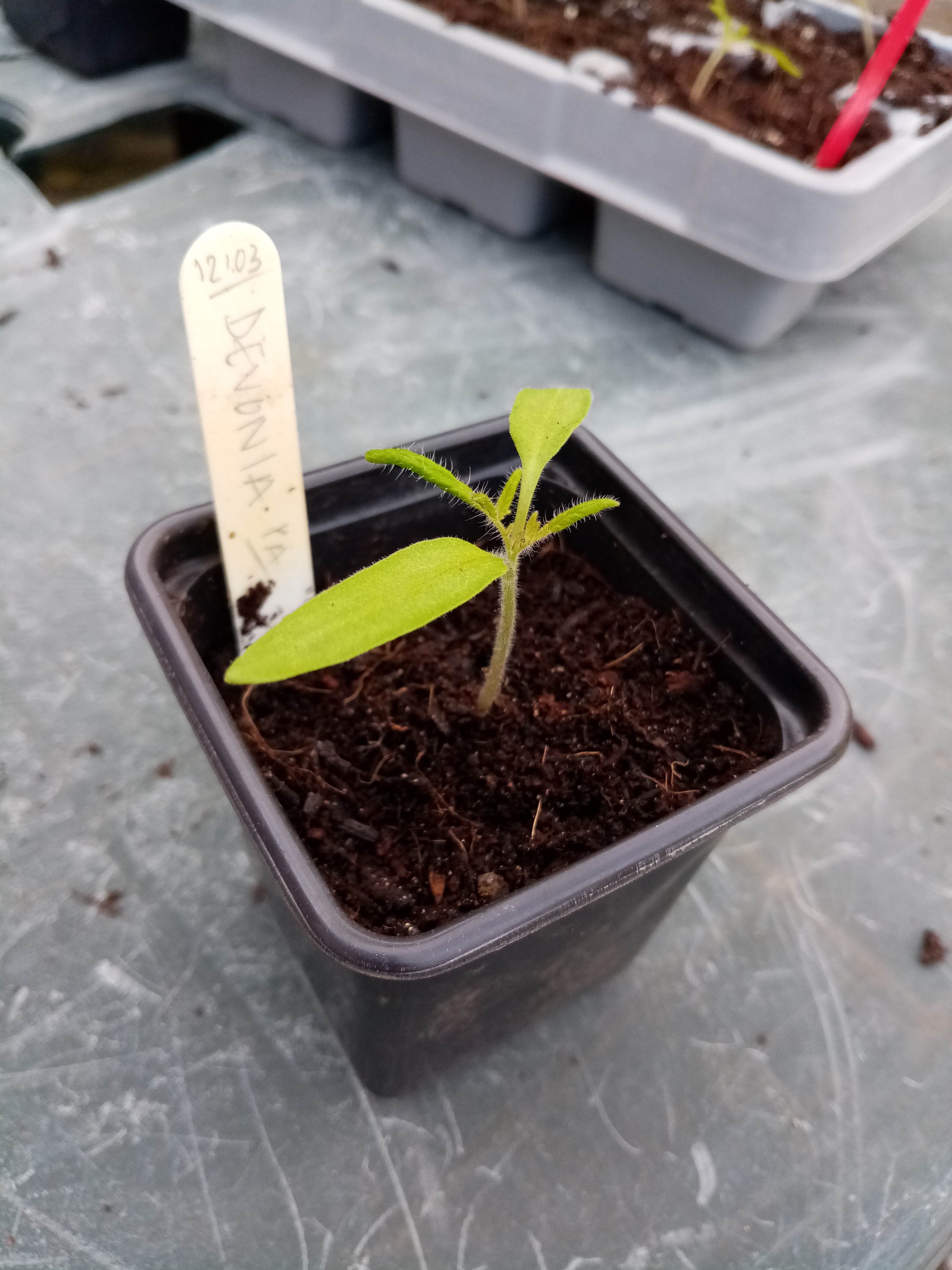 Seedlings in a pot