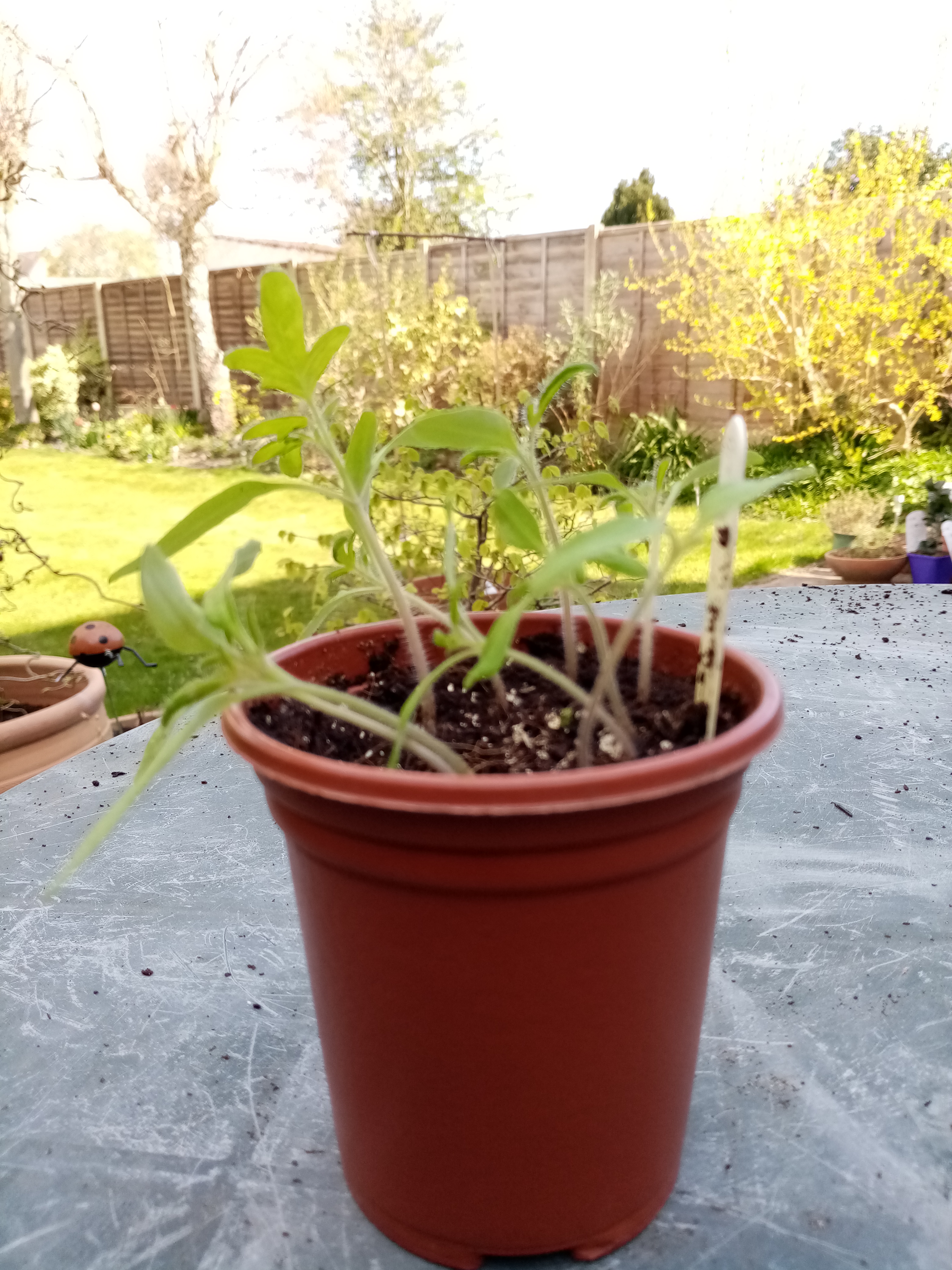 Seedlings ready to prick out