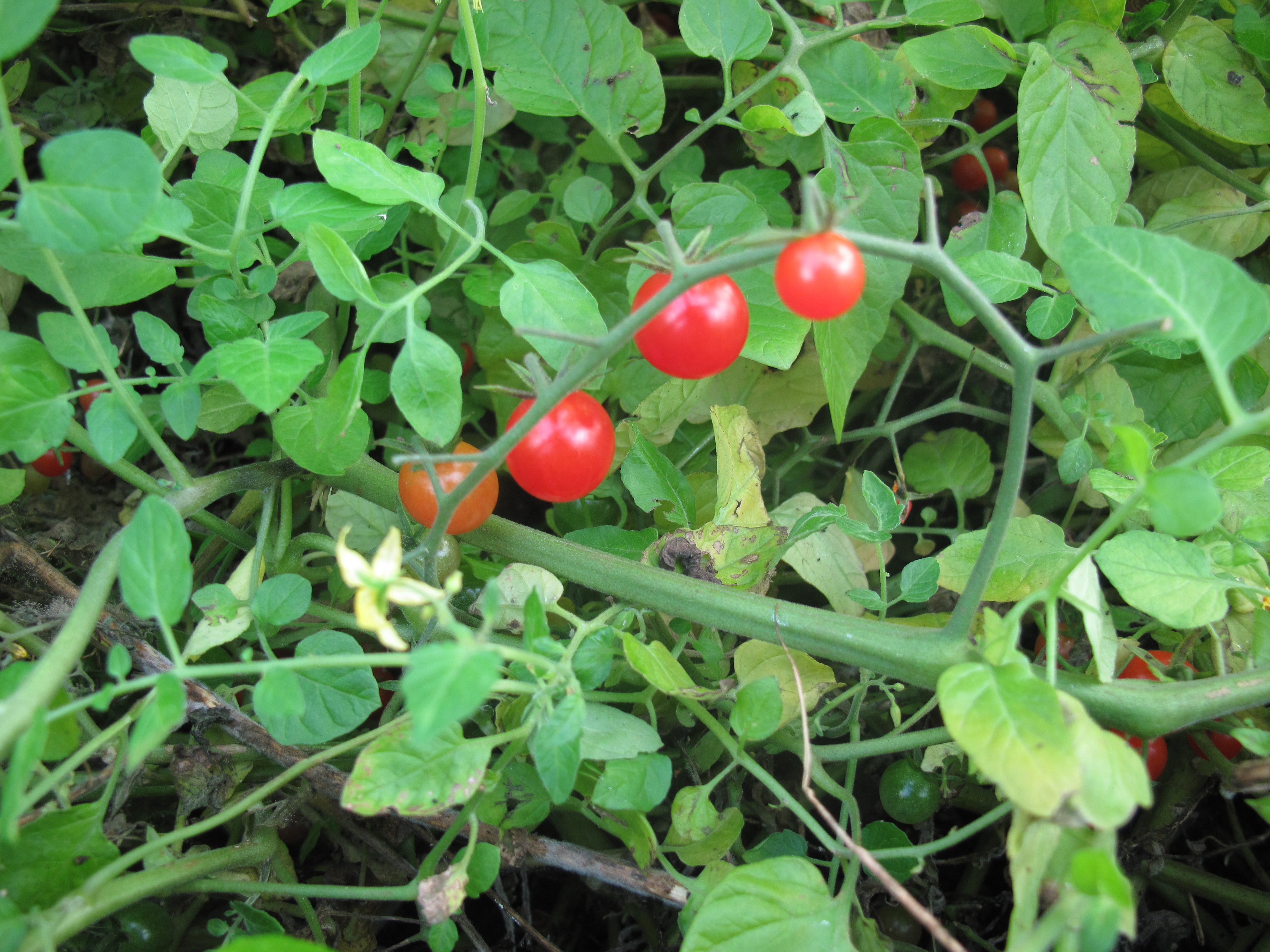 Bush tomato variety 