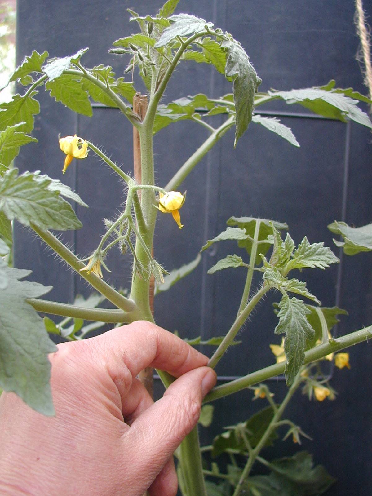 Pinching out tomato side shoots