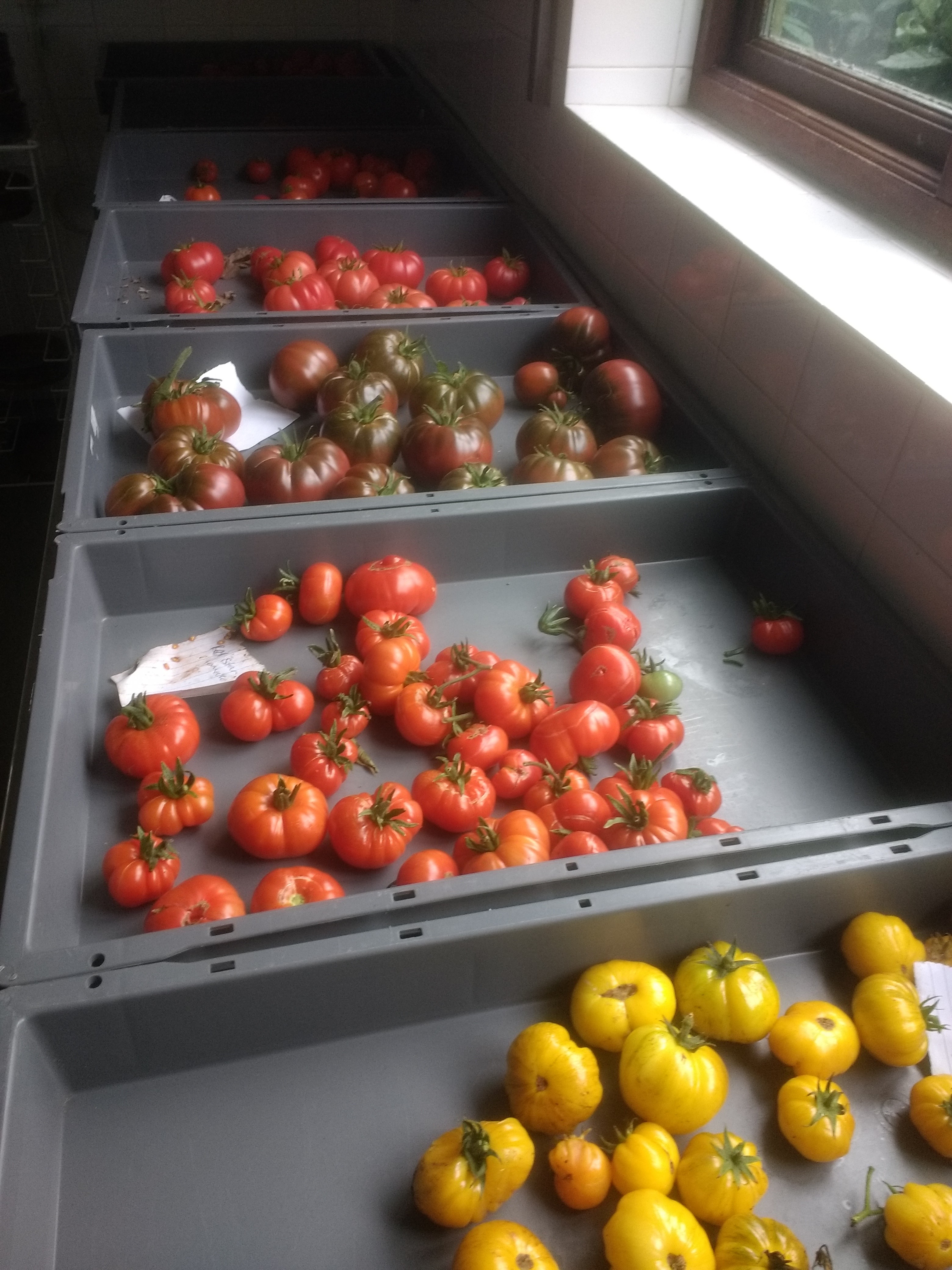 HSL tomatoes harvested
